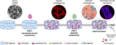 Engineering a Vascularized 3D Hybrid System to Model Tumor-Stroma Interactions in Breast Cancer